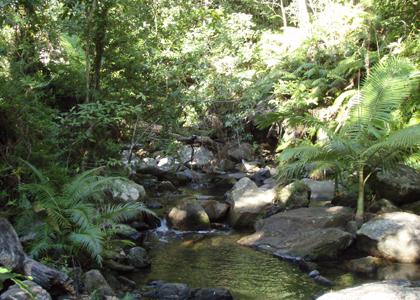 Australian Rainforest Diversity & Climate Change | Expeditions