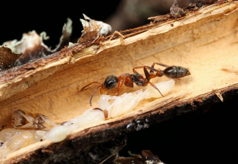 Plant-eating Ants | Expeditions