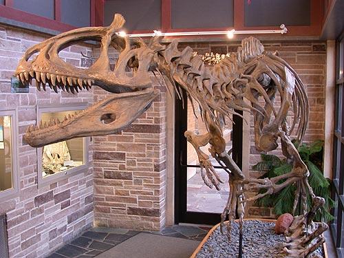 Antarctic Fossils | Expeditions Antarctic Fossils | Expeditions