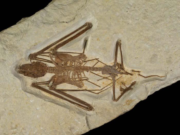 <p><strong>Early Bat</strong></p><p><p>The oldest known complete bat skeletons come from the sediments of the Green River Formation and are critical in deciphering the early evolution of bats and their ability to fly. From these amazingly complete fossils like the <em>Icaronycteris index</em> species pictured here, we can also see early features, such as well-developed claws on the index fingers, which are no long present in modern species.</p></p><p> © The Field Museum, GEO86416_106d, D. Scher</p>