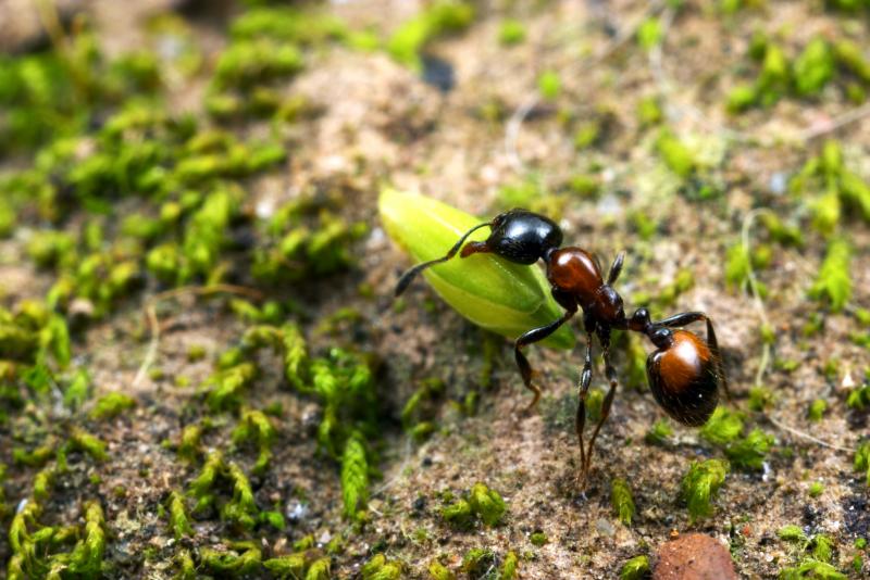 Australian Ants | Expeditions