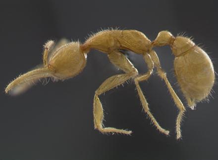 Ant Evolution and the Environment | Expeditions